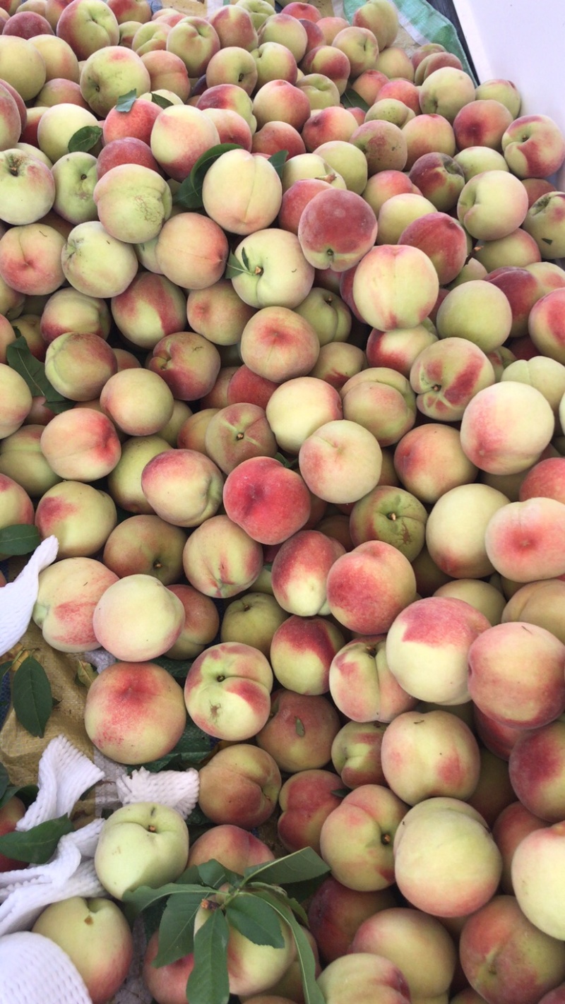 春雪桃，水蜜桃，红不软，日发10万斤大量上市