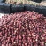 春雪桃，水蜜桃，红不软，日发10万斤大量上市