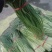 精选优质红帽蒜苔，白帽蒜苔,产地直发，货源充足,代发全国