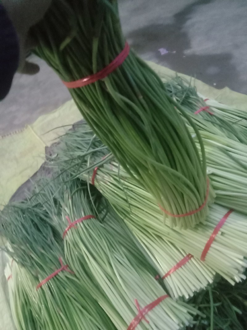 精选优质红帽蒜苔，白帽蒜苔,产地直发，货源充足,代发全国