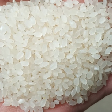 春阳惠牌大米基地直发口感好视频看货