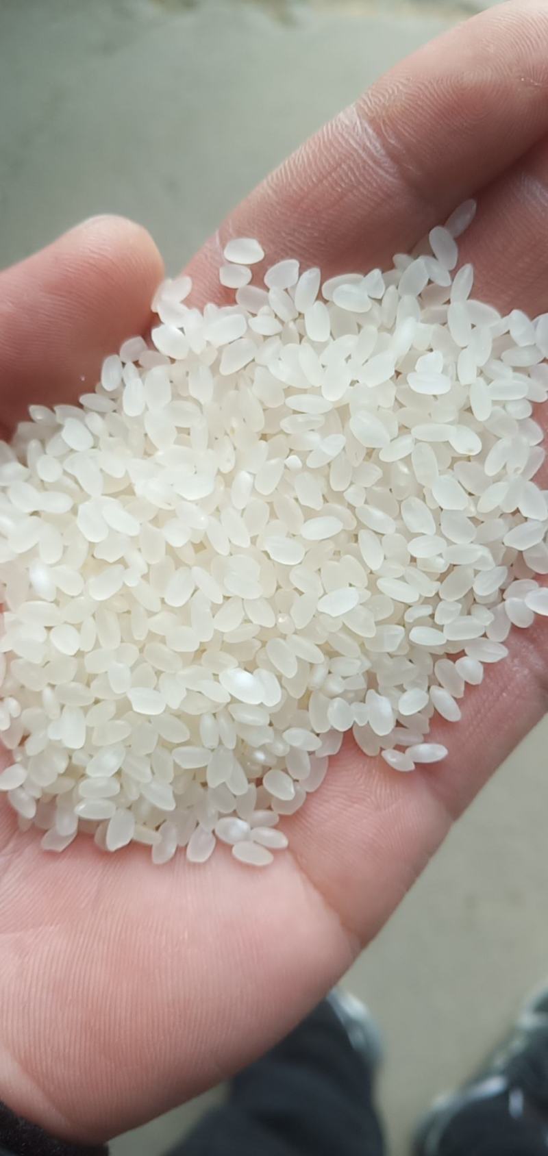 春阳惠牌大米基地直发口感好视频看货