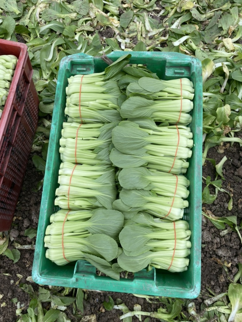 常年大量有货
