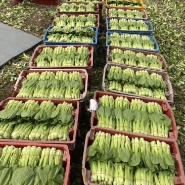 常年大量有货