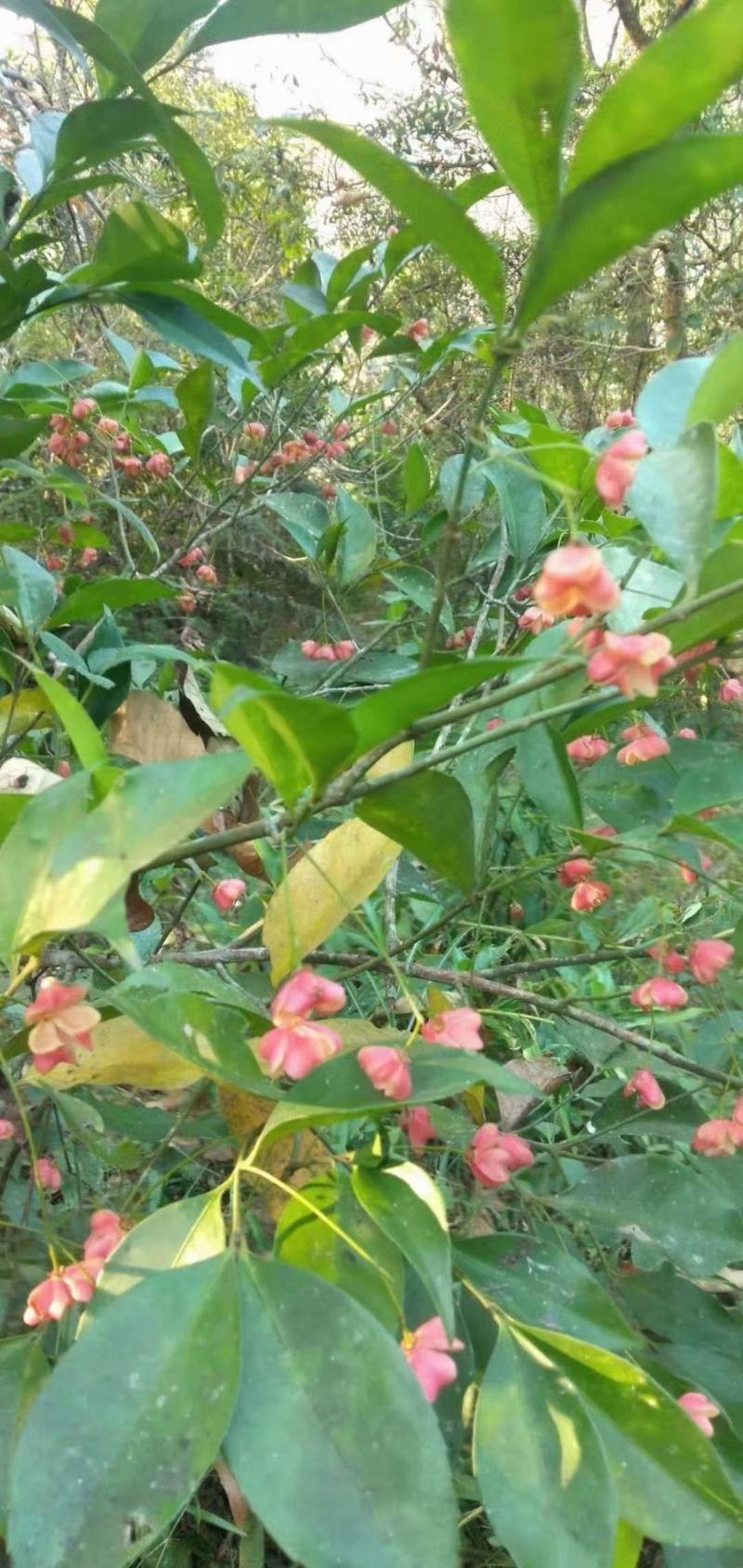 黄皮杜仲根野生杜仲根杜仲（新鲜、下单去采）