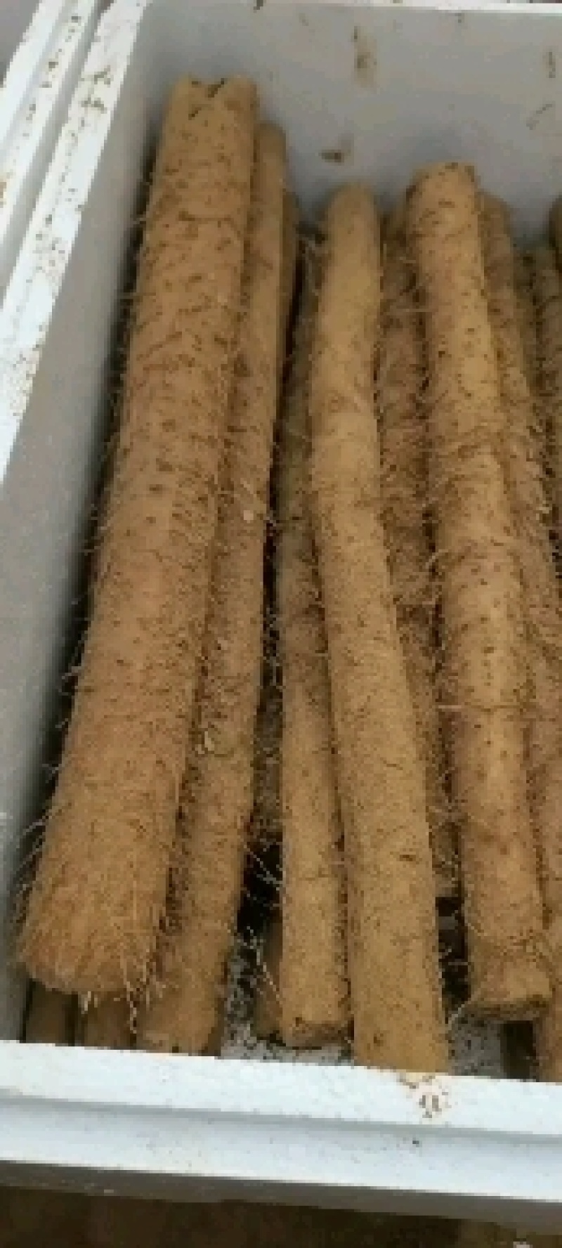 邯郸山药大量供应白玉山药冷库存鲜货山药长年供应