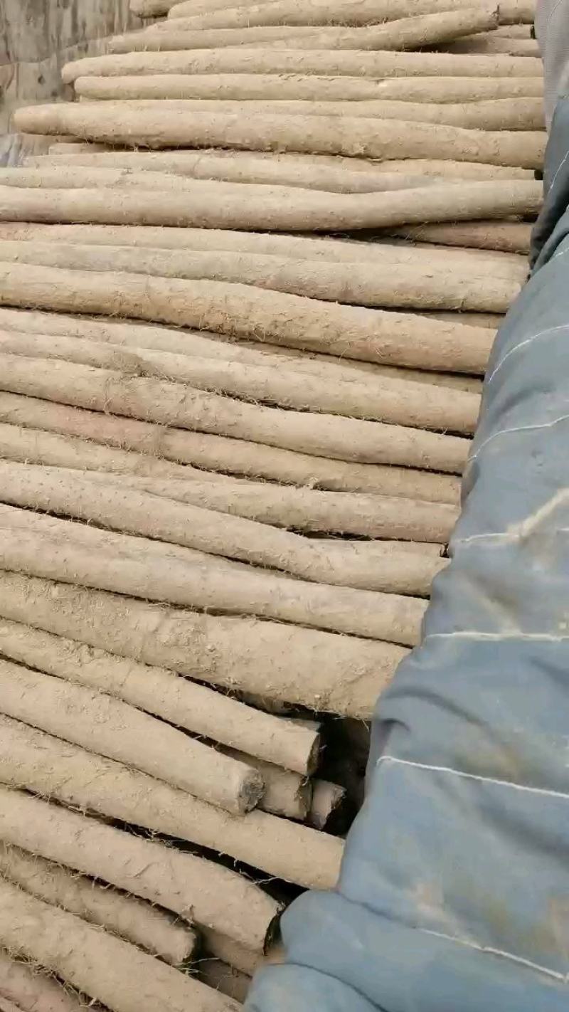 邯郸山药大量供应白玉山药冷库存鲜货山药长年供应