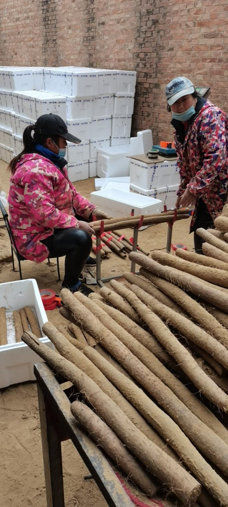 邯郸山药大量供应白玉山药冷库存鲜货山药长年供应