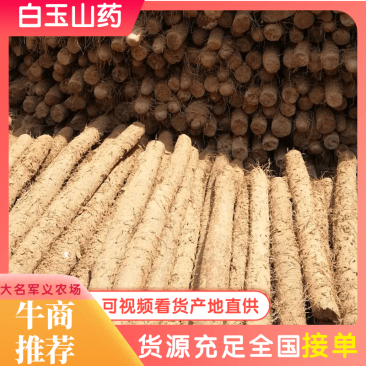 邯郸山药大量供应白玉山药冷库存鲜货山药长年供应