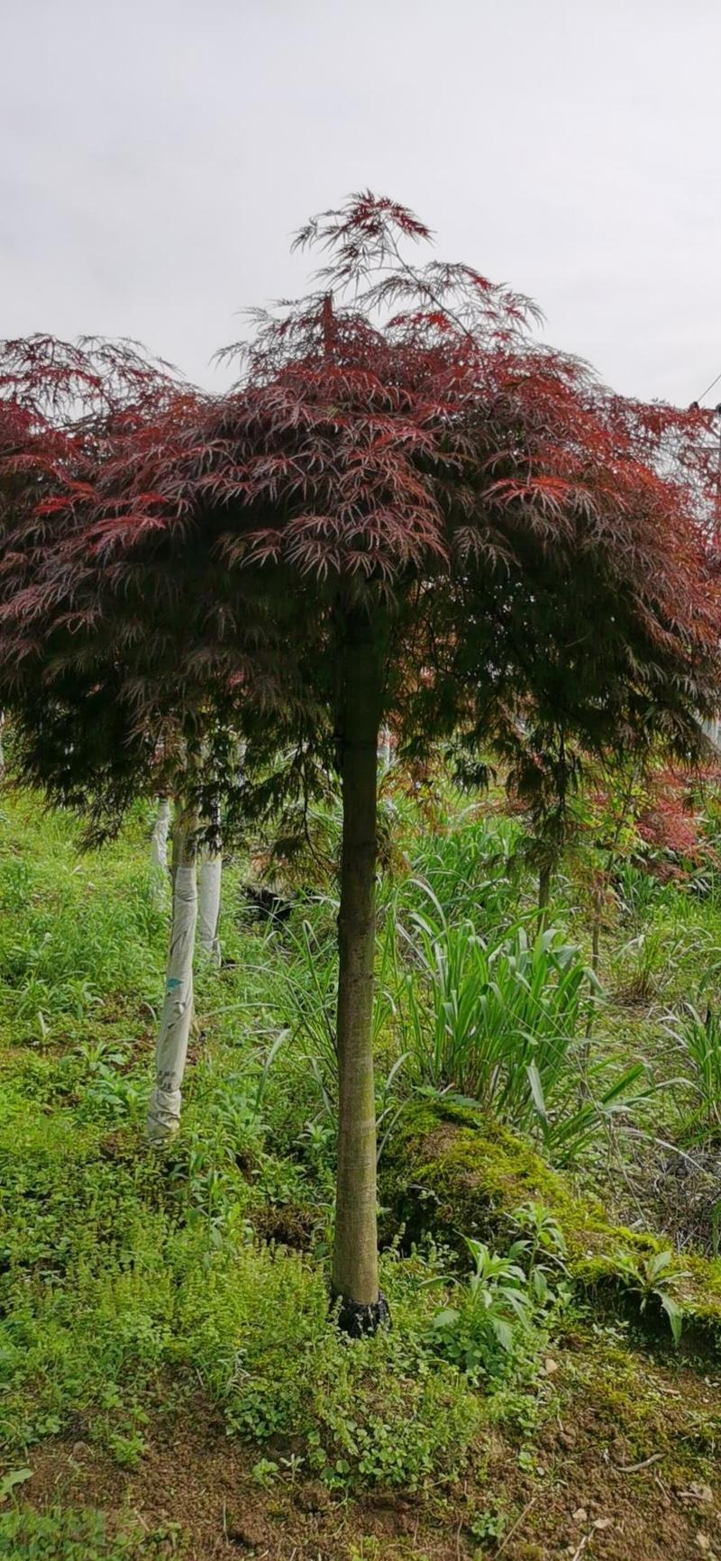 羽毛枫，低分枝，高分枝都有，树型优美有幅度