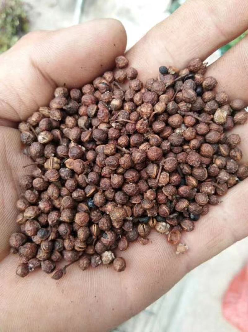 花椒粒水煮椒油椒各种花椒配料花椒打粉料泡脚料