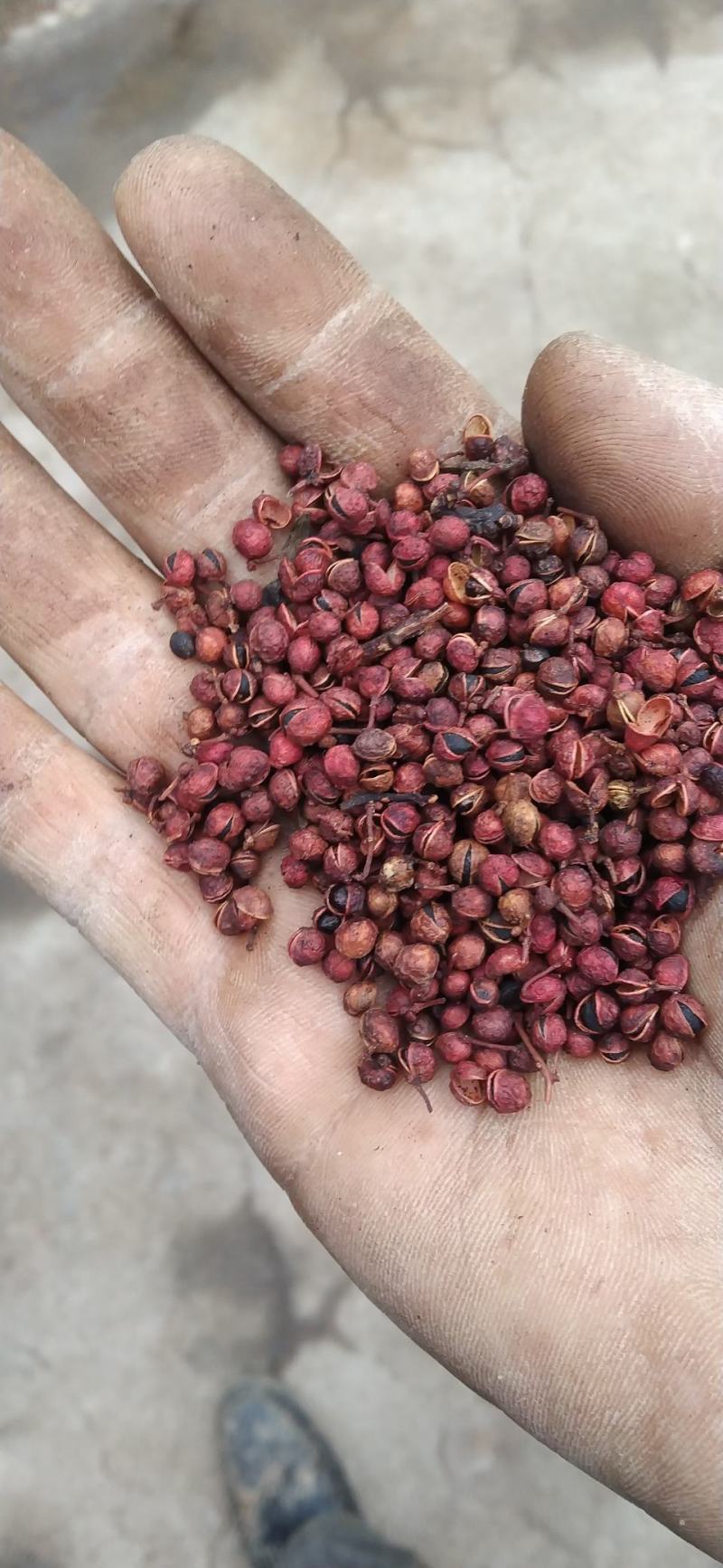 花椒粒水煮椒油椒各种花椒配料花椒打粉料泡脚料