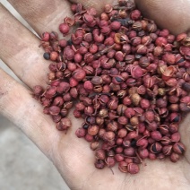 花椒粒水煮椒油椒各种花椒配料花椒打粉料泡脚料