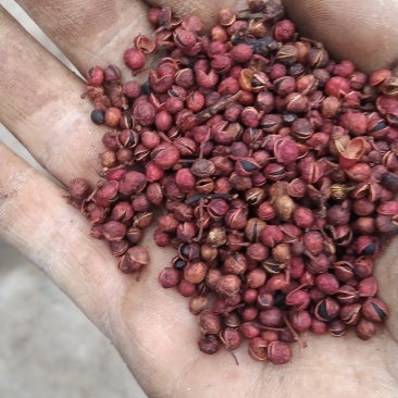 花椒粒水煮椒油椒各种花椒配料花椒打粉料泡脚料