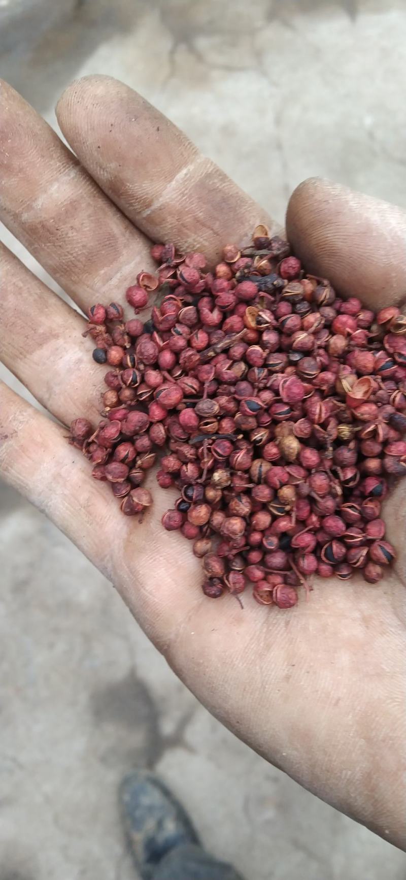 花椒粒水煮椒油椒各种花椒配料花椒打粉料泡脚料