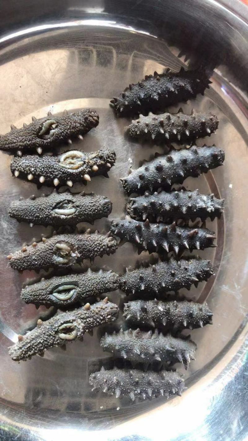 海参即食海参，半干海参，淡干海参，圈货海货都有