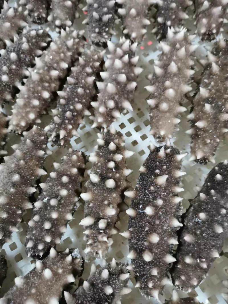 海参即食海参，半干海参，淡干海参，圈货海货都有