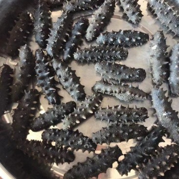 海参即食海参，半干海参，淡干海参，圈货海货都有