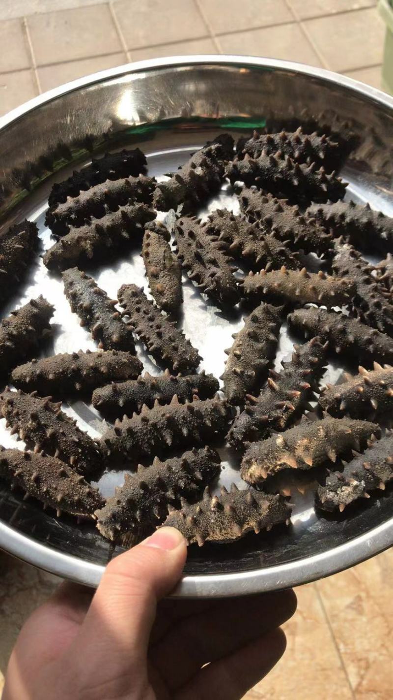 海参即食海参，半干海参，淡干海参，圈货海货都有