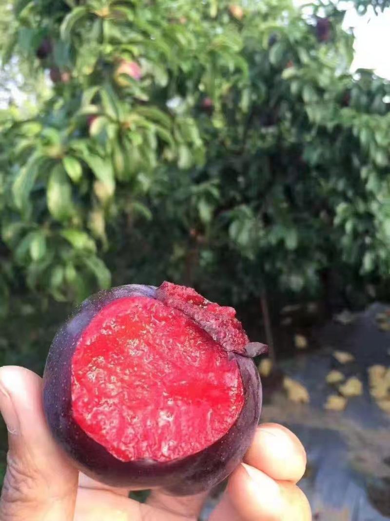 湖北李子红包宝石紫琥珀黑总统市场货电商果量大