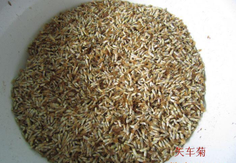 矢车菊种子多年生净籽高发芽率