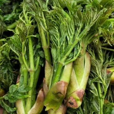 刺龙牙