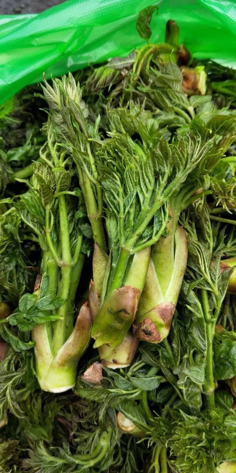 刺龙牙