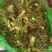 刺龙牙