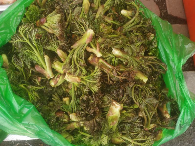 刺龙牙