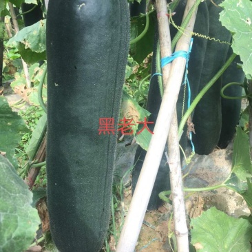 亮长黑老大墨绿色内腔小肉质密清香耐储运抗性强