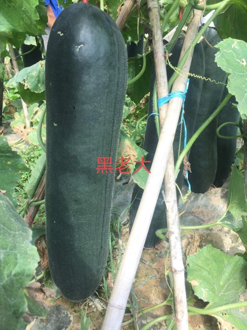 亮长黑老大墨绿色内腔小肉质密清香耐储运抗性强