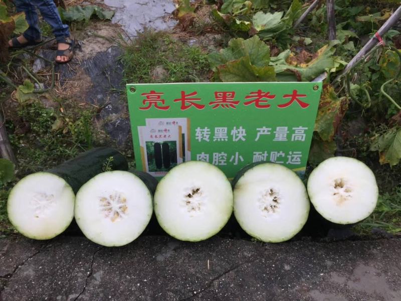 亮长黑老大墨绿色内腔小肉质密清香耐储运抗性强
