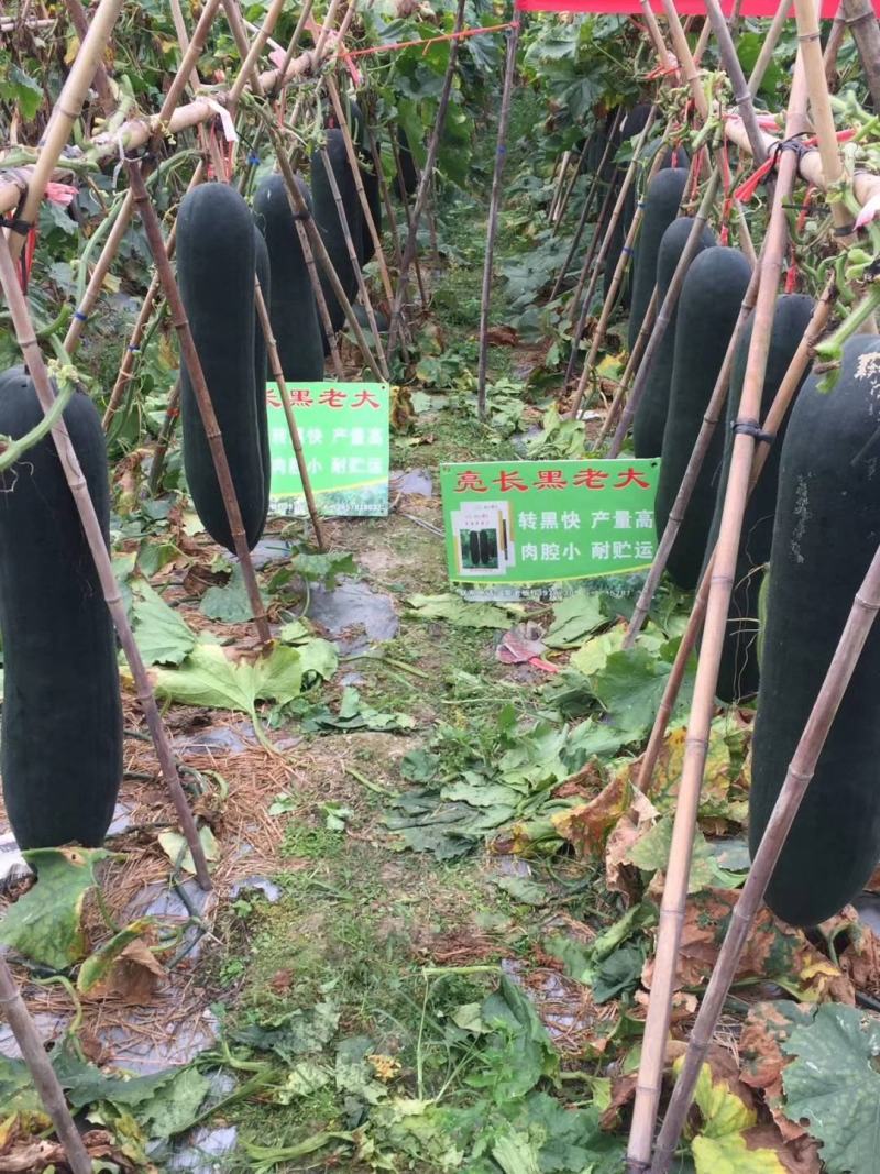 亮长黑老大墨绿色内腔小肉质密清香耐储运抗性强