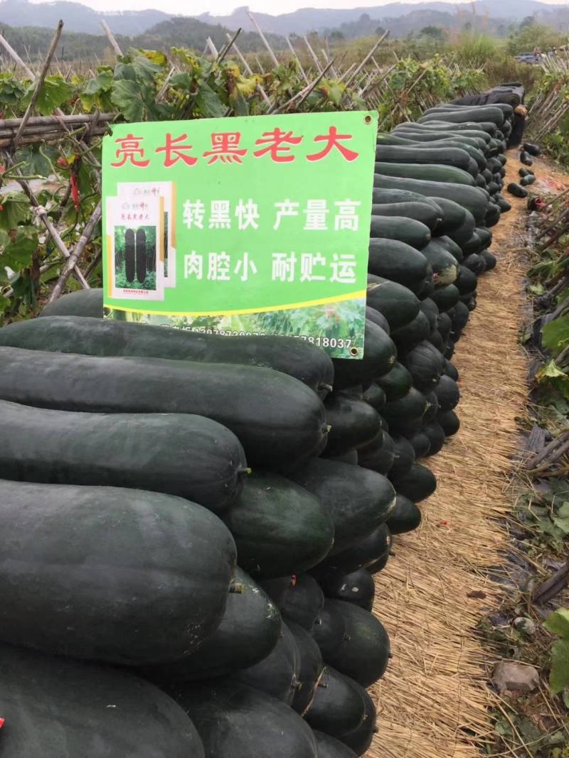 亮长黑老大墨绿色内腔小肉质密清香耐储运抗性强