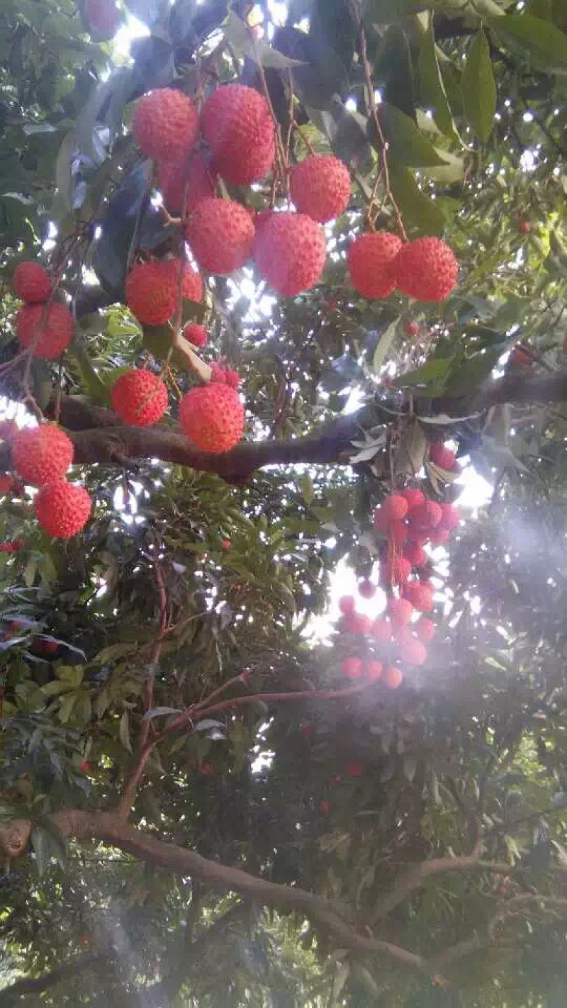 正宗增城荔枝~鲜摘现发(增城桂味)果大皮薄，核小爽甜