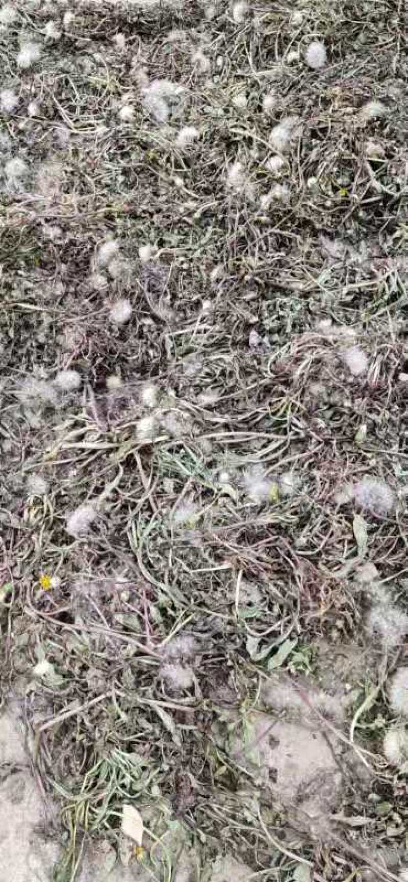 蒲公英干菜，花叶根整颗，批发零售