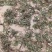 蒲公英干菜，花叶根整颗，批发零售
