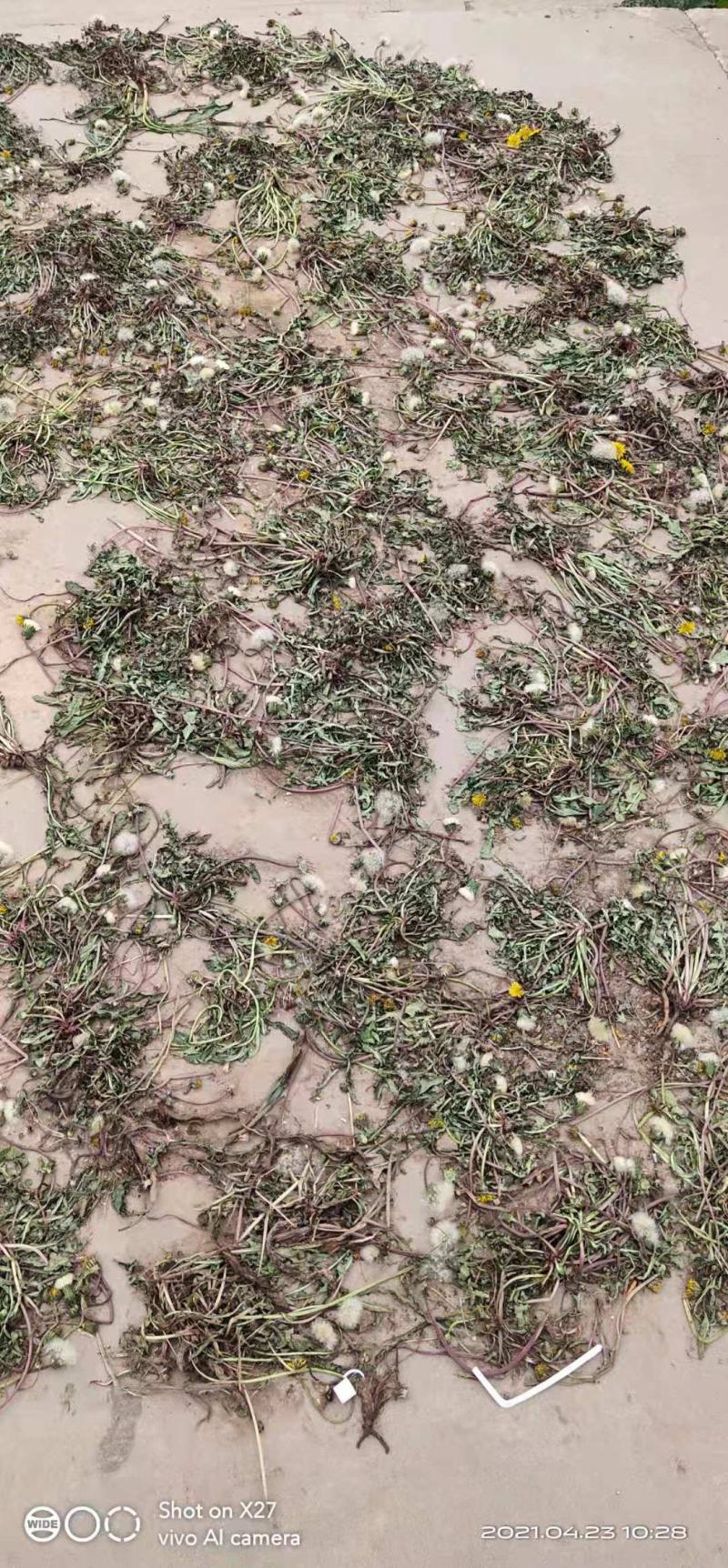 蒲公英干菜，花叶根整颗，批发零售