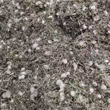蒲公英干菜，花叶根整颗，批发零售