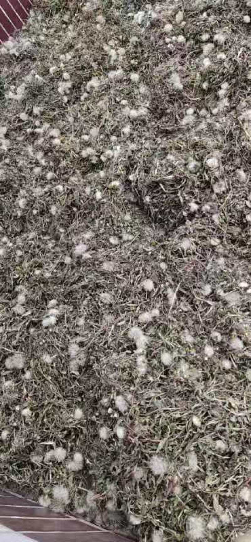 蒲公英干菜，花叶根整颗，批发零售