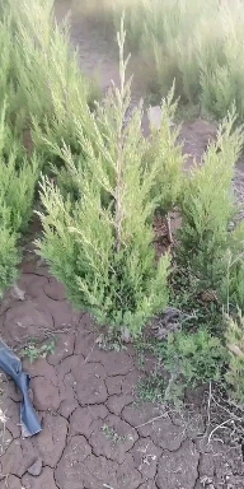 沙地柏叉子圆柏，新疆圆柏，天山圆柏，双子柏，爬柏，臭柏