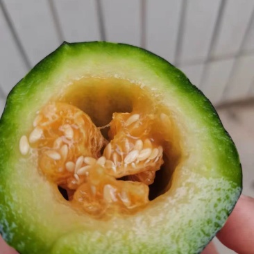 博洋甜瓜