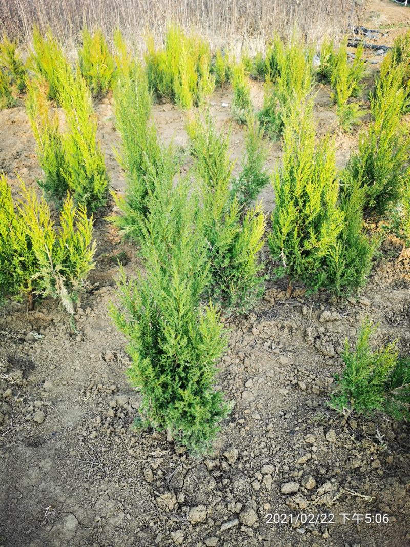 铺地柏矮桧、匍地柏、偃柏、铺地松、铺地龙、地柏、葡地柏