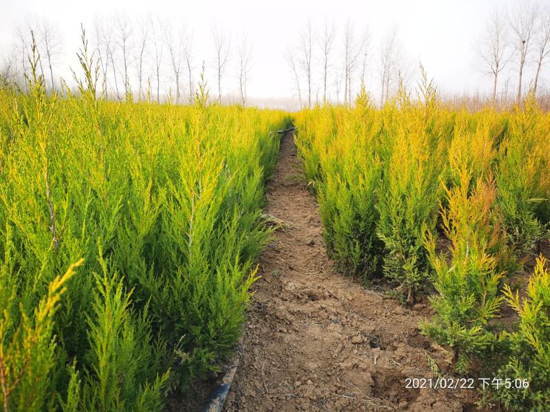 铺地柏矮桧、匍地柏、偃柏、铺地松、铺地龙、地柏、葡地柏