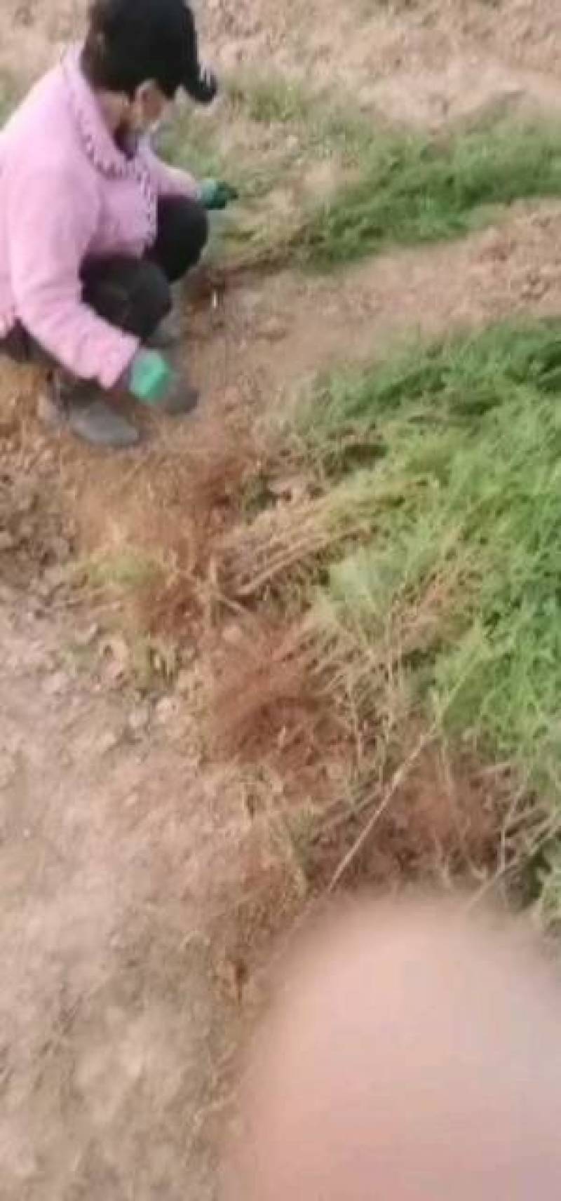 侧柏小苗