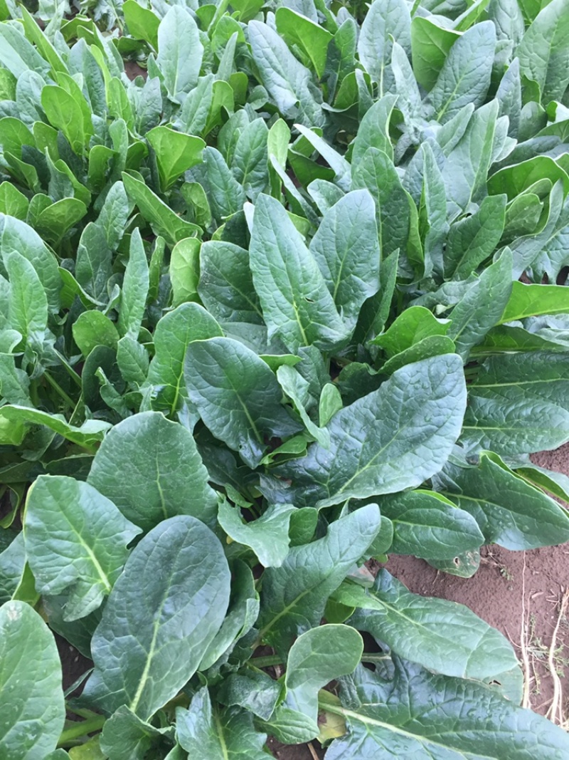 山东菠菜