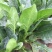 山东菠菜