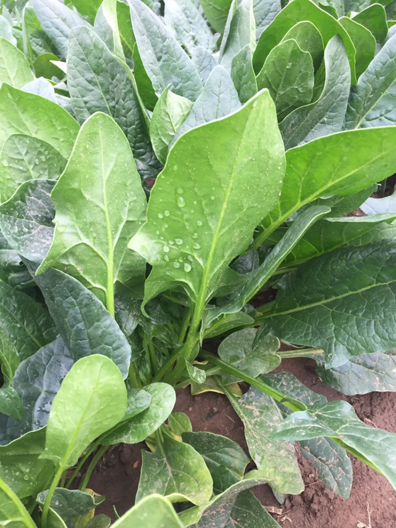 山东菠菜