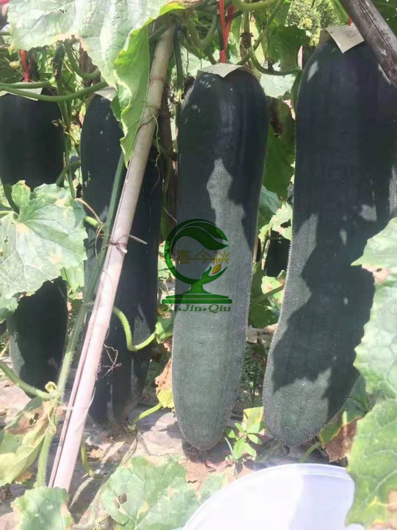 墨龙铁心黑皮冬瓜空腔小耐贮运浅棱沟或无棱沟