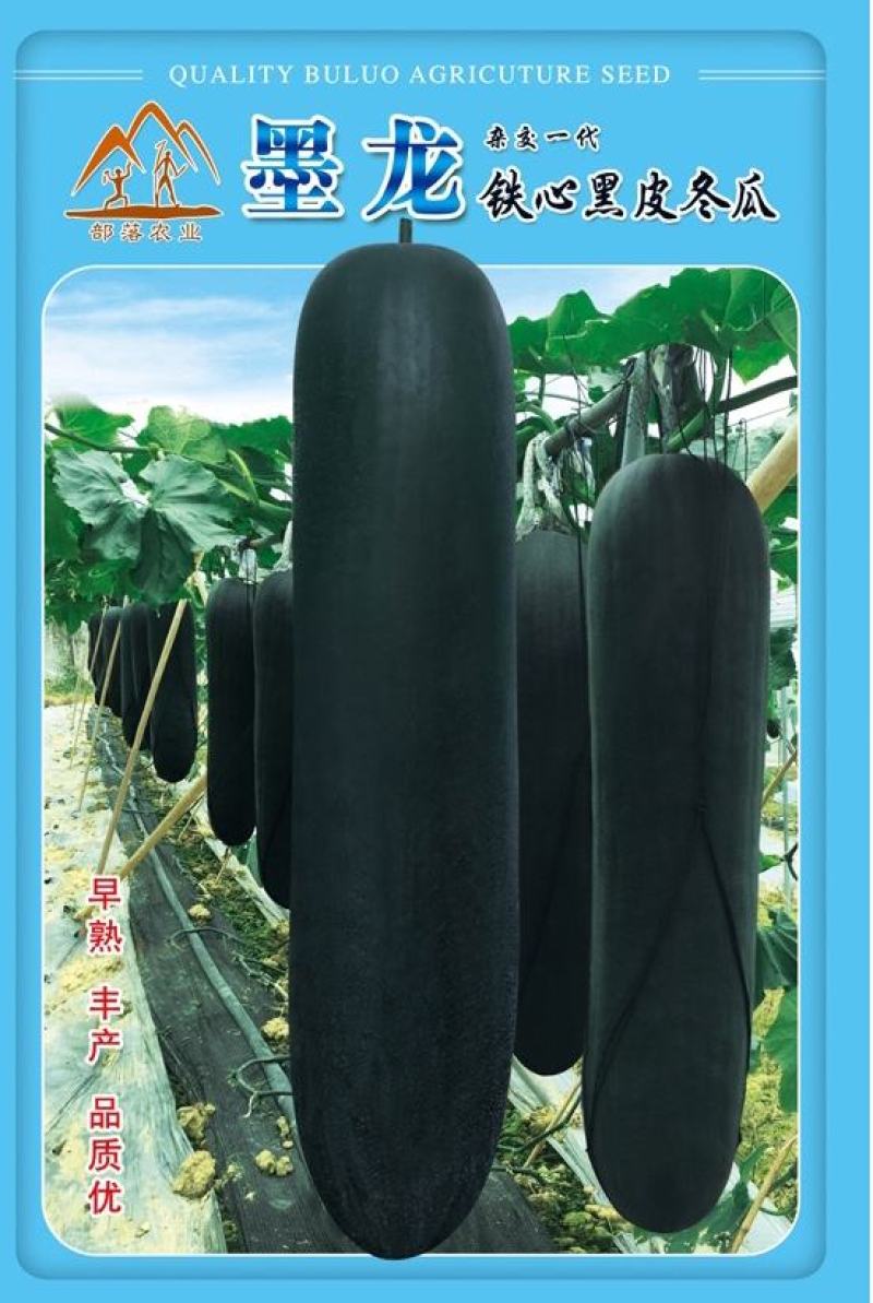 墨龙铁心黑皮冬瓜空腔小耐贮运浅棱沟或无棱沟